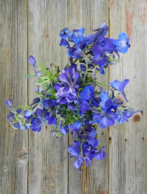 BELLA DONNA  DARK BLUE DELPHINIUM